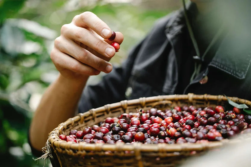 India on the Coffee Map